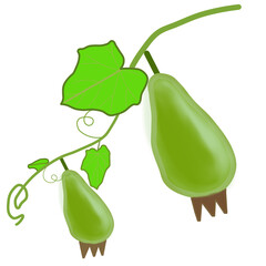vector illustration of a green valabash 