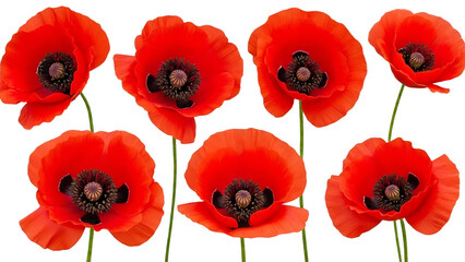 Fototapeta premium Collection of vibrant red poppies delicate floral elements for spring and summer design isolated on white background.