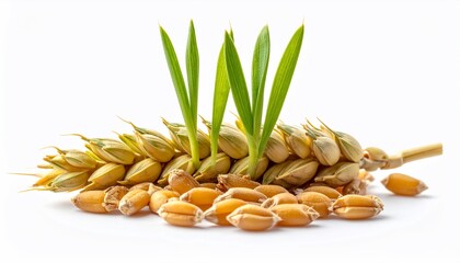 Close-up of wheat ear with sprouting leaves, and scattered grains against white backdrop