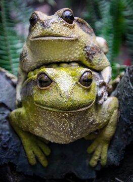 amor de ranas