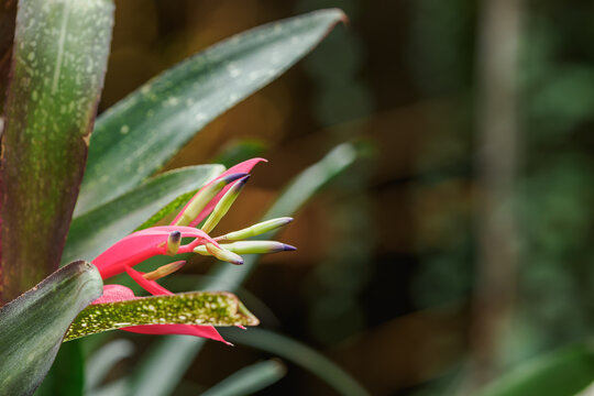 Green flowers with a blue tip and red petals on the stem of a tropical plant in detail.
