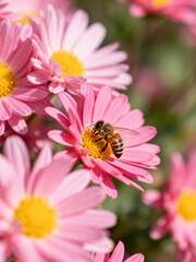 Bee on pink flower