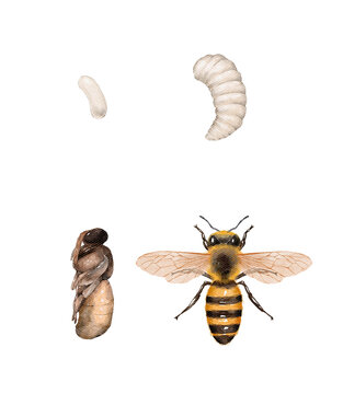 Honey bee life cycle stages isolated on white background