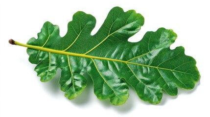 A vivid, vibrant green leaf, isolated against a stark white background, showcases intricate details and a healthy appearance.
