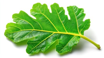 A vibrant green fig leaf displays intricate vein patterns against a pristine white background.