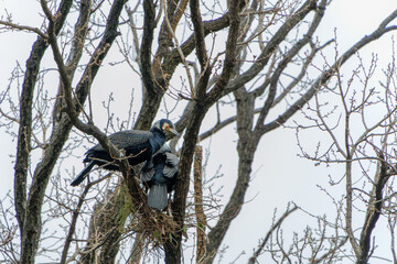早春の木の上で巣作りをする野生の鳥カワウのつがい