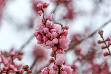 開花間近のふっくらとしたピンク色の梅の蕾と春の兆し