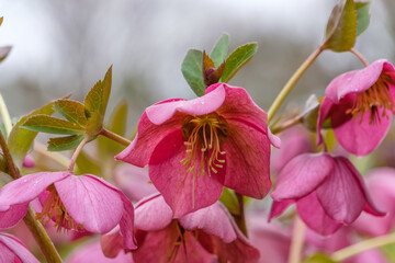 庭に咲く濃いピンク色のクリスマスローズの俯向く花々