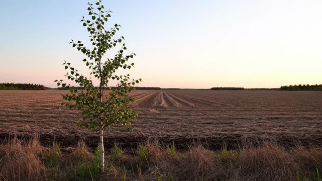Solitary Tree Standing in Plowed Field Landscape.