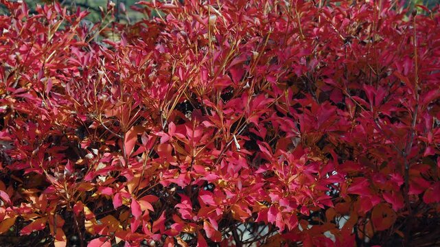 Background nature pattern: Vivid red leaves of autumn shrub in breeze