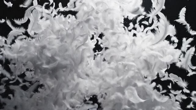 Massive White Feathers Exploding and Flying Against Black Background - Luxury Down and Softness Concept.