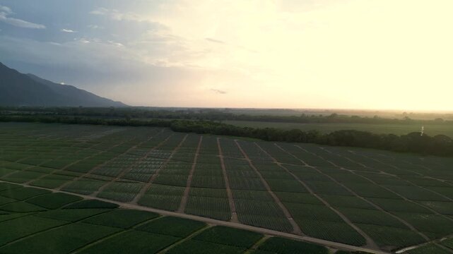 Drone View of Export Pineapple Fields in Honduras at sunset, Large-Scale Agribusiness