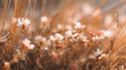Delicate, pale blooms amidst golden grasses. Soft focus, warm light
