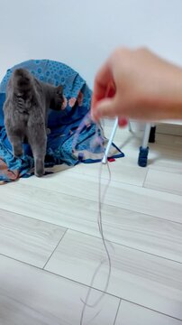 A playful gray cat with green eyes crouches on a blue floral fabric, intensely watching a pink string before pouncing on it
