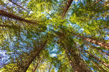 Obraz premium Redwood Treewalk, Rotorua, New Zealand