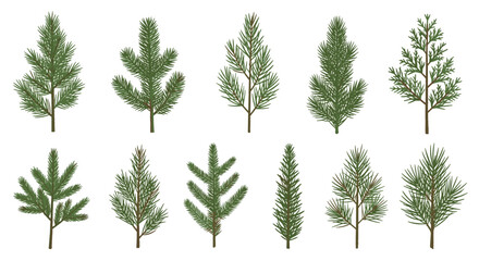 Collection of green conifer branch illustrations including pine and spruce needles for botanical and seasonal holiday designs.