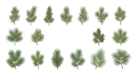 Diverse collection of evergreen pine and fir branch illustrations in deep green for winter holiday and botanical design projects.