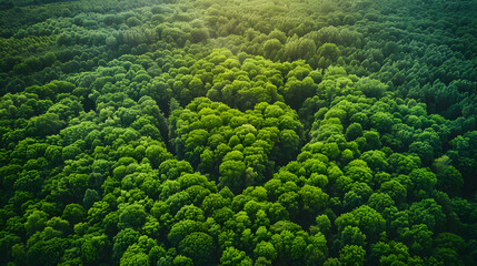 Aerial perspective of dense green forest canopy forming organic patterns, symbolizing nature conservation, biodiversity, carbon sink, and environmental sustainability.