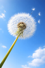 Dandelion seedhead releasing seeds against blue sky