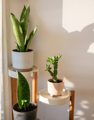 Modern Indoor Plant Display with Snake Plant and Succulent on Wooden Stand