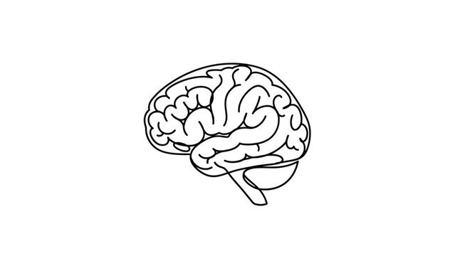 Human Brain Illustration.