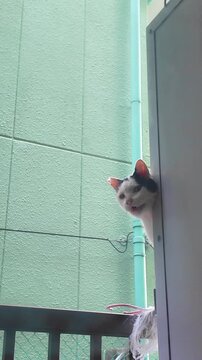 A black and white cat peeks out from a doorway onto a balcony, letting out a large yawn before looking around curiously