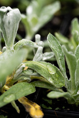 Obraz premium close up of a leaves in a planter box with water droplets on it