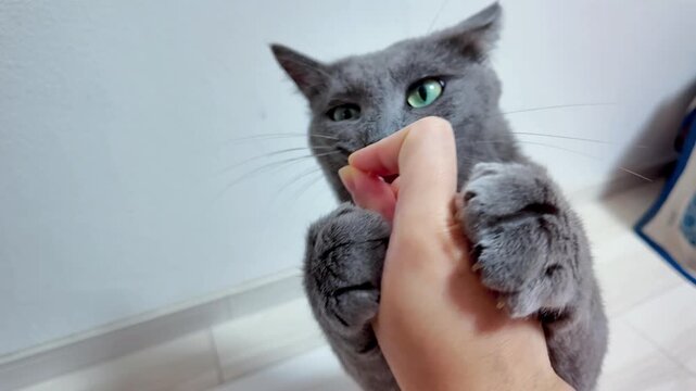 an energetic gray cat with striking green eyes is shown playing and interacting with its owner. The cat is captured pouncing on a pink string, and in another clip, it stands on its hind legs to playfu