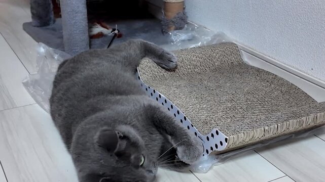 gray cat rolls around playfully on the floor, enthusiastically chasing and biting at the pink string, showing off its agile and energetic personality