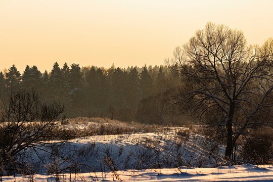 Enchanting winter sunset illuminates a grand leafless tree, its branches etched against the sky. Snow-dusted fields and distant evergreen woods shimmer under warm, diffused light - Powered by Adobe