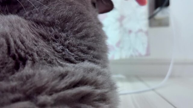 A person's hand gently pets a gray cat's head, face, and chin, making the cat feel very comfortable