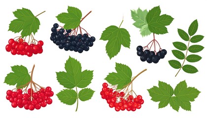 Assorted vibrant botanical illustrations featuring clusters of berries in red and dark blue alongside various green leaves