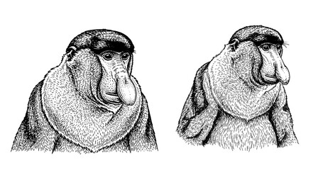 Proboscis monkey engraving illustration for exotic branding © Gabut Stock