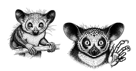 Fototapeta premium Aye-aye lemur engraving illustration for exotic brand storytelling