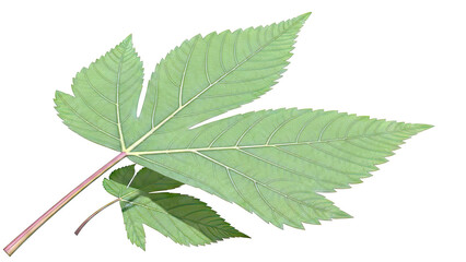 Fototapeta premium Green serrated leaves on a plain background