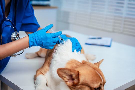 Asian veterinarian gently injects corgi during clinic visit, showcasing professional animal healthcare, preventive medicine, compassionate treatment, pet safety, trust,and modern veterinary practice