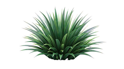 Green Grassy Plant with Pointed Leaves on White Background