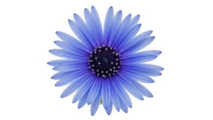 Blue Blossom: A striking image showcases a delicate blue flower, its petals elegantly arranged around a dark, textured center. Capturing the exquisite beauty and simplicity of nature.