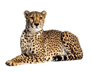Elegant big cat with spotted coat reclines, gazing forward intently