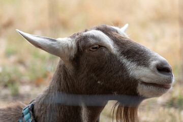 close up portrait of a goat