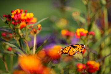 Obraz premium butterfly flying