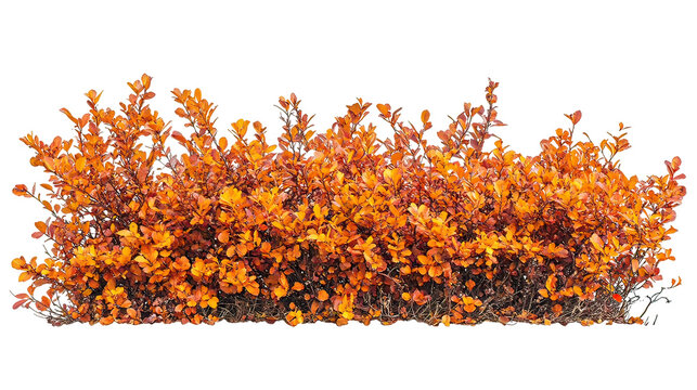 Vibrant autumn bush with orange leaves