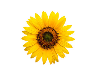 Fototapeta premium A vibrant yellow sunflower with a dark center, isolated on a black background