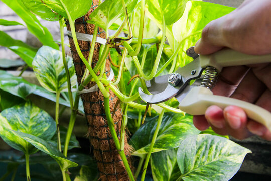 Cutting pothos plants for propagation with pruning shears. Plant care. Gardening.