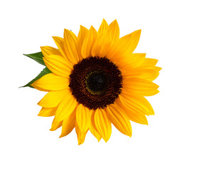 Fototapeta premium Vibrant sunflower with yellow petals and dark center on black background