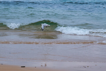 Naklejka premium Woonona Beach north of Wollongong, New South Wales, Australia, with a family friendly sandy shoreline, ocean surf, calm swimming areas and the elevated Woonona Rock Pool, photographed January 3, 2026.