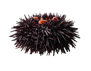 Close-up of a sea urchin with spiky dark spines and orange-colored roe, isolated on black