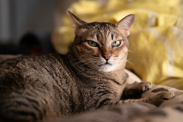 Obraz premium portrait of a cat