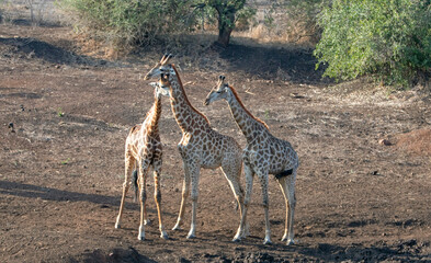 Obraz premium Male bachelor giraffes fighting for dominance in Kruger National Park in South Africa RSA