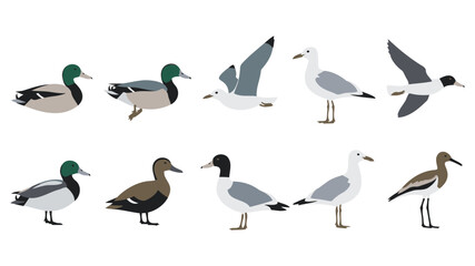 Fototapeta premium Ducks and Seagulls in Various Poses on White Background